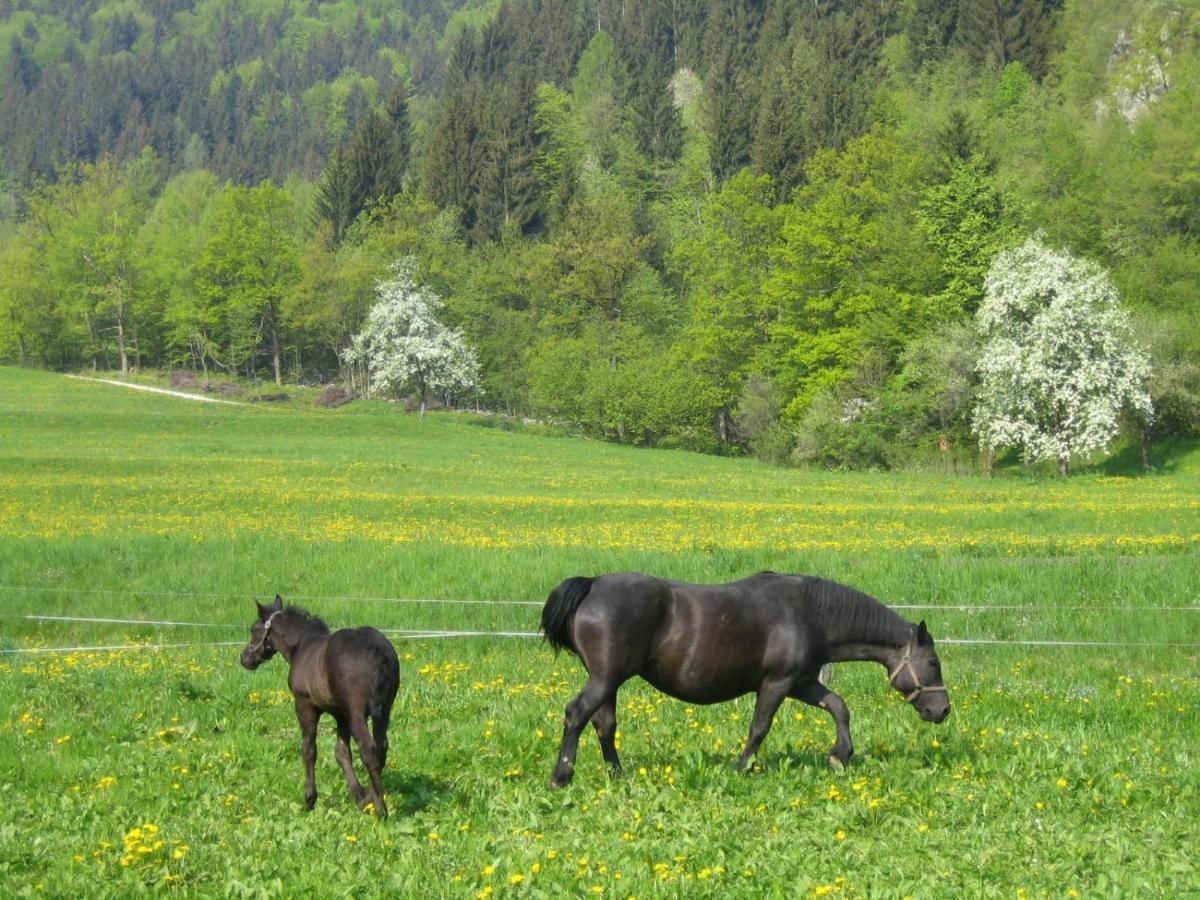Apartments Green Paradise Bohinjska Bela Exteriér fotografie